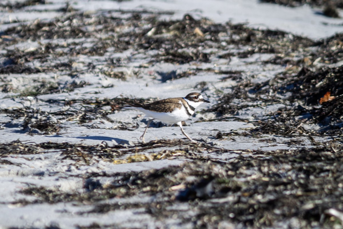 Kildir txirritxoa - ML645453755