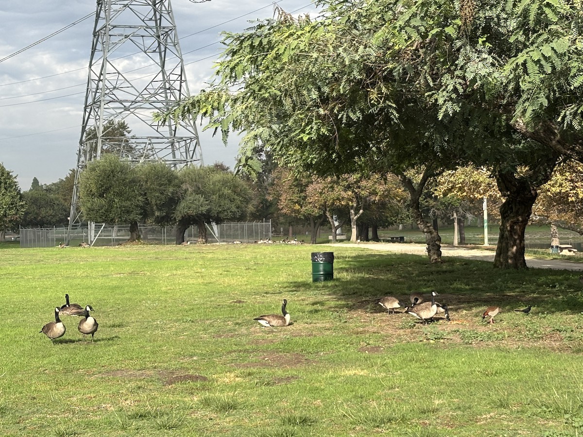 Branta kanadar handia - ML645453759