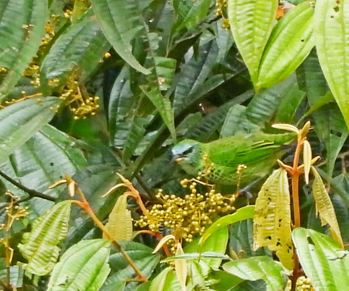 Spotted Tanager - ML645453760