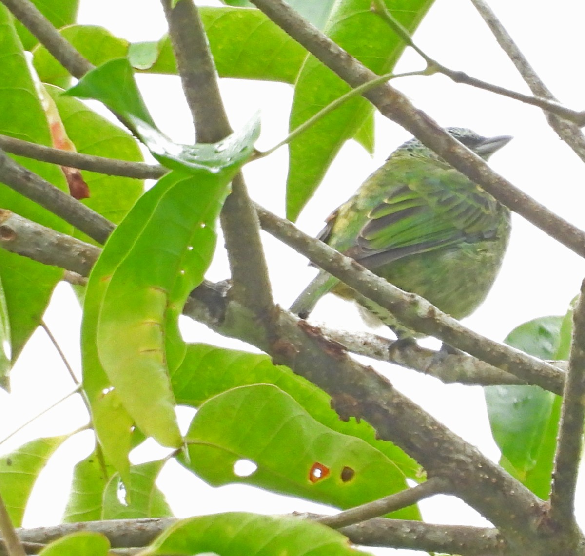Spotted Tanager - ML645453761