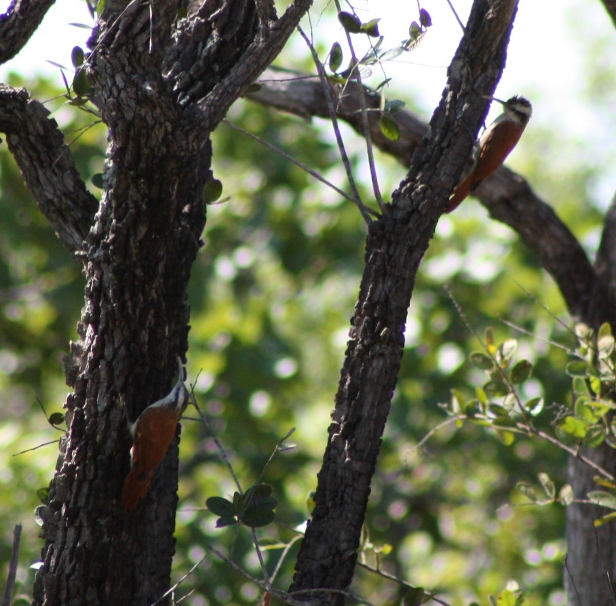 Narrow-billed Woodcreeper - ML645453764