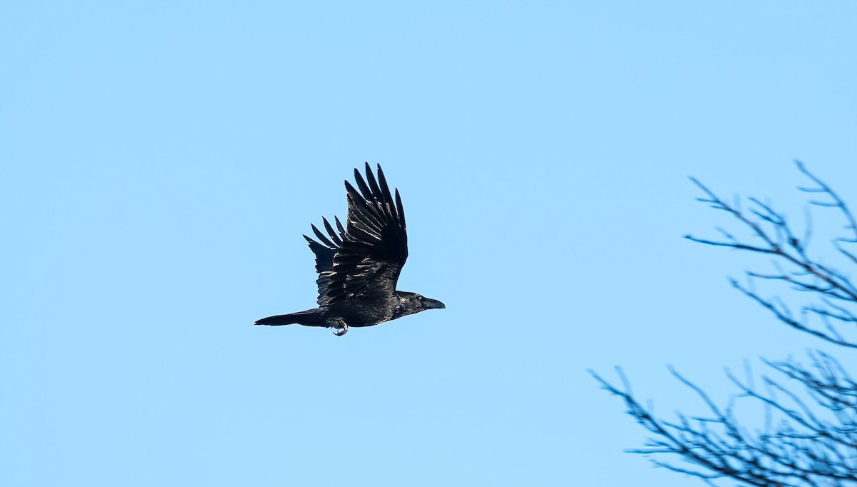 Erroi handia - ML645453765