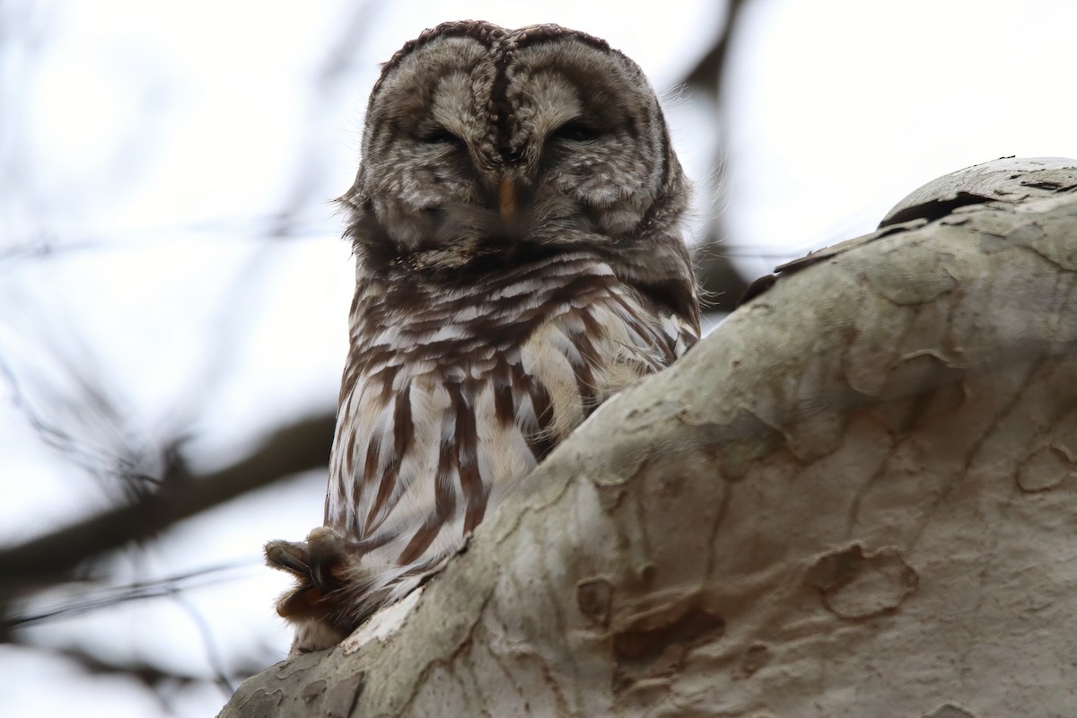 Barred Owl - ML645453767