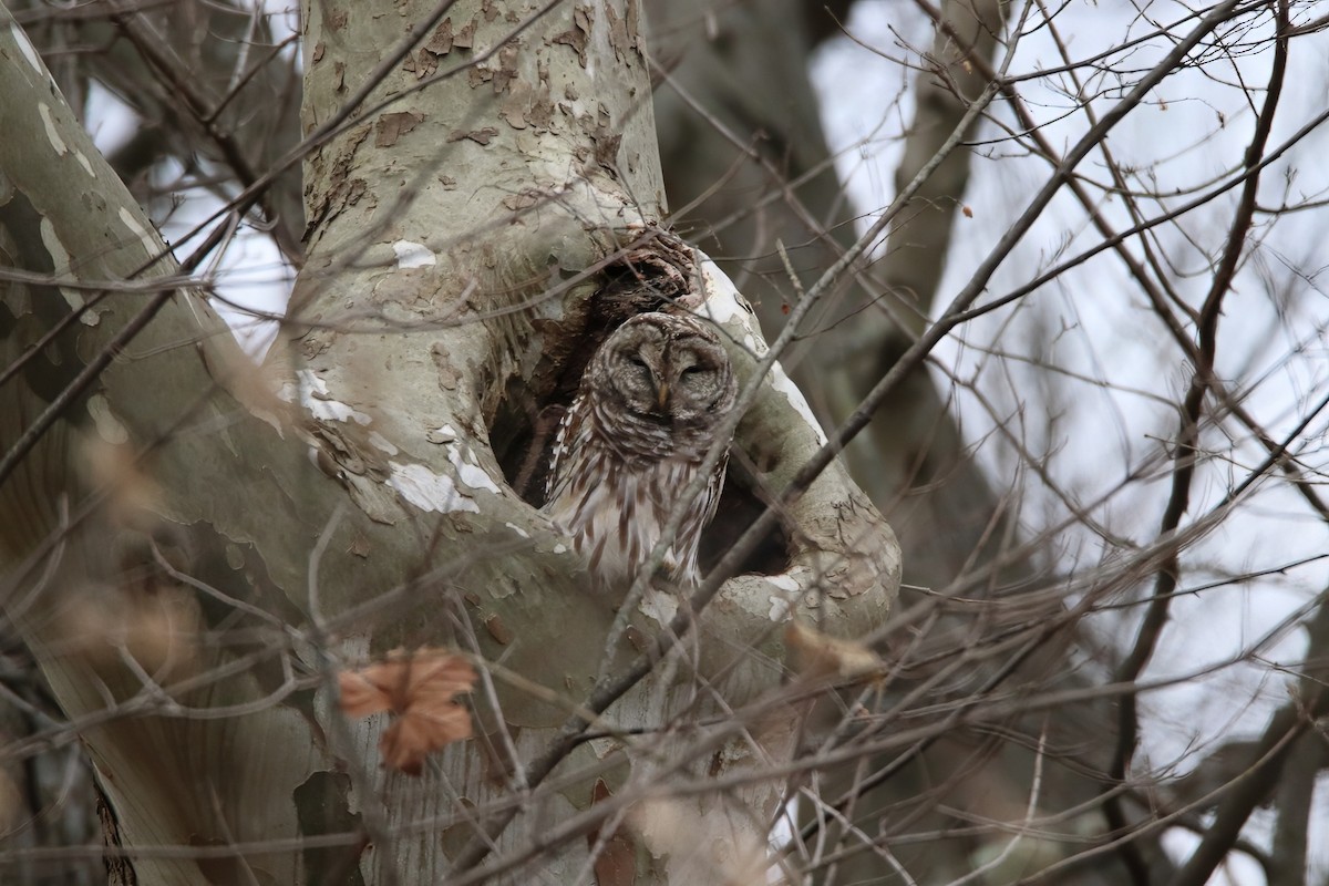 Barred Owl - ML645453768