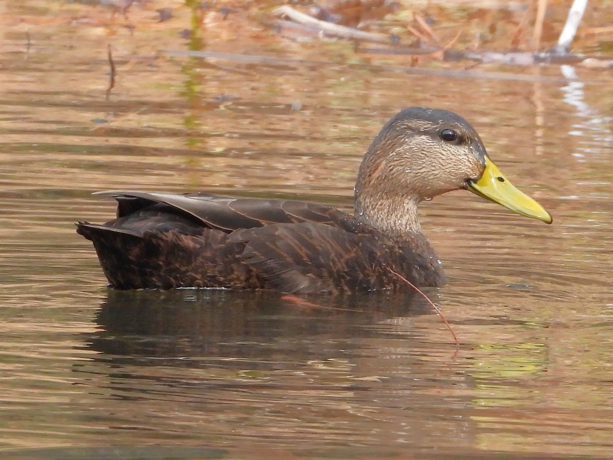 Ahate iluna - ML645453769