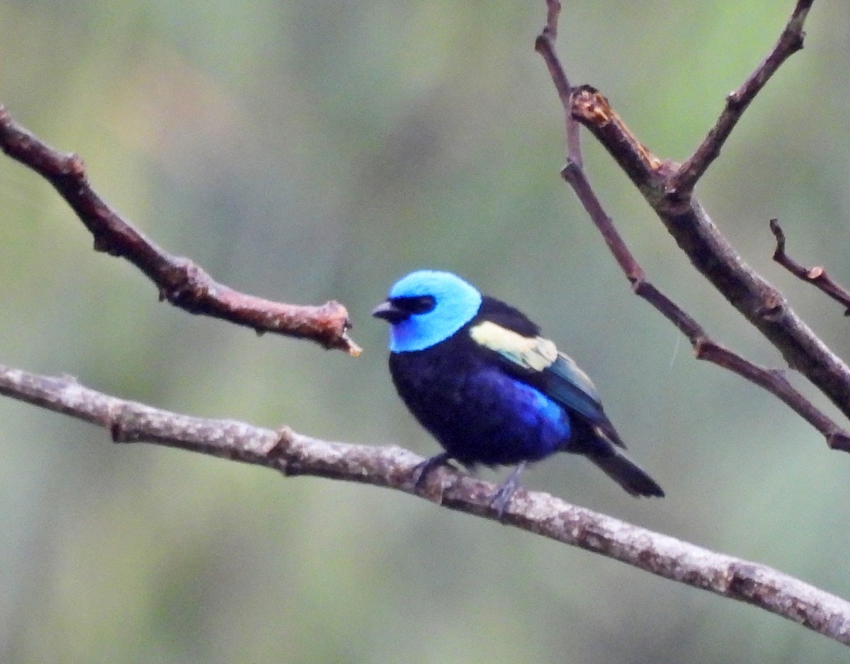 Blue-necked Tanager - ML645453770