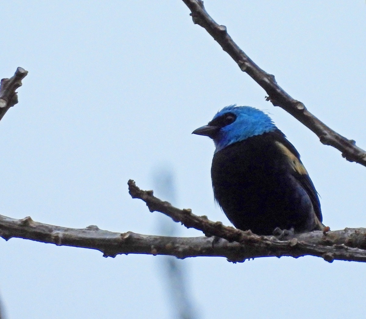 Blue-necked Tanager - ML645453771
