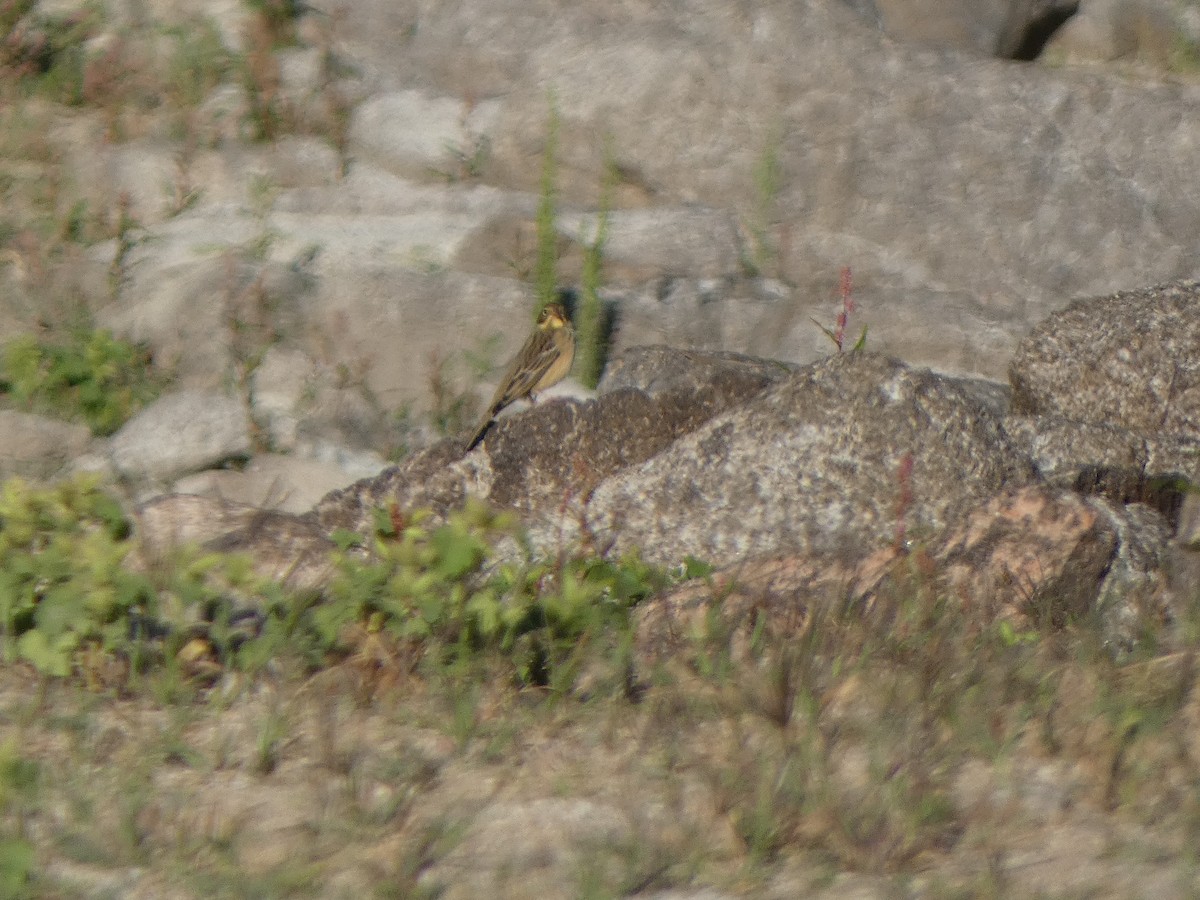 Berdantza miarritza - ML645453774