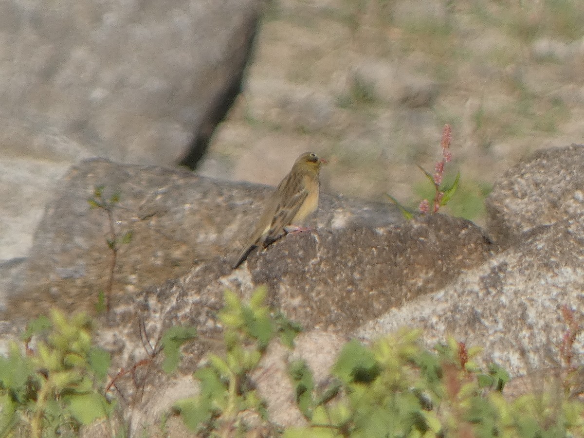 Berdantza miarritza - ML645453775