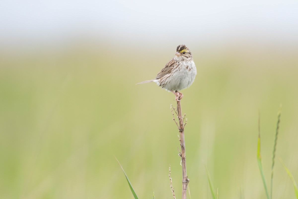 Savannah Sparrow - ML645453776