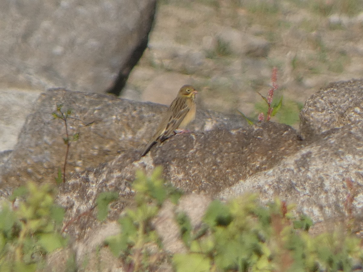 Berdantza miarritza - ML645453777