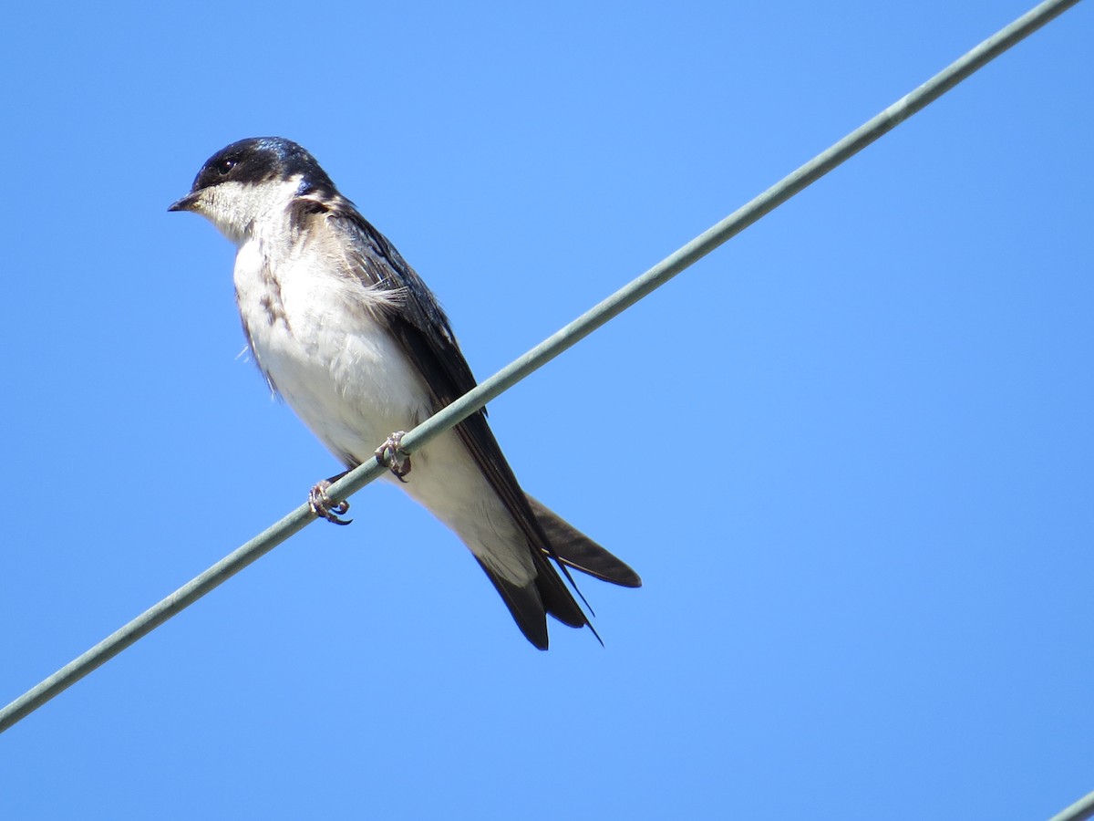 Chilean Swallow - ML645453780