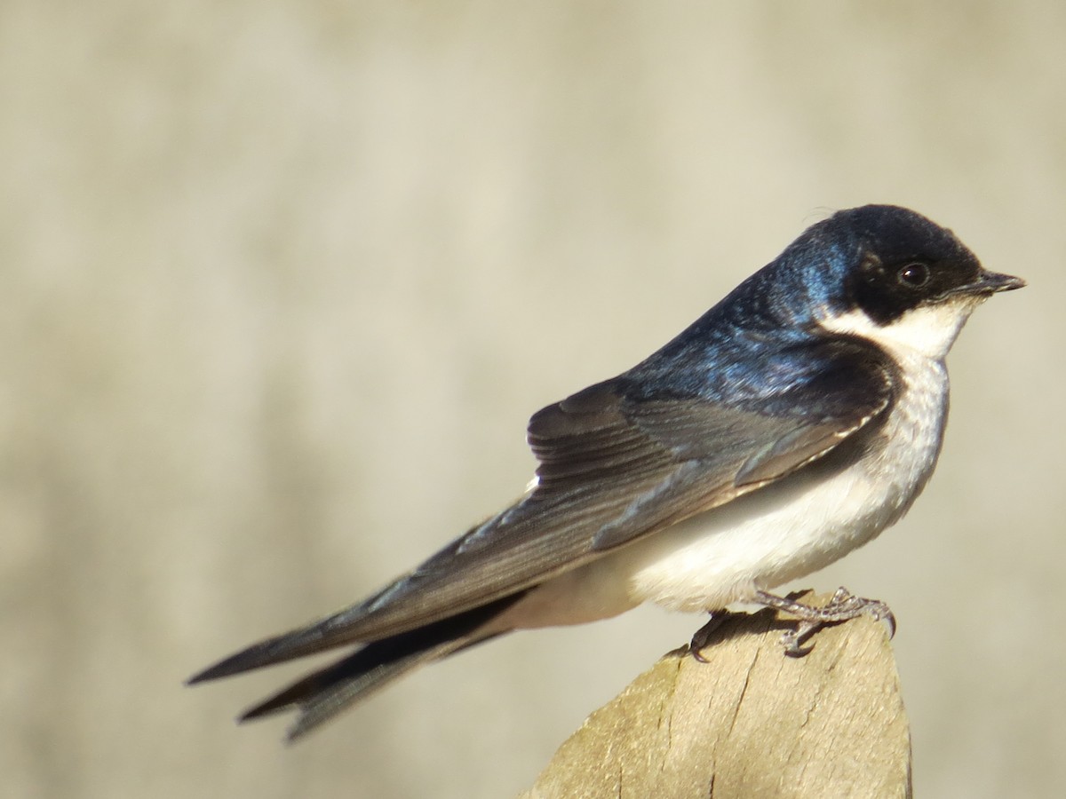 Chilean Swallow - ML645453781