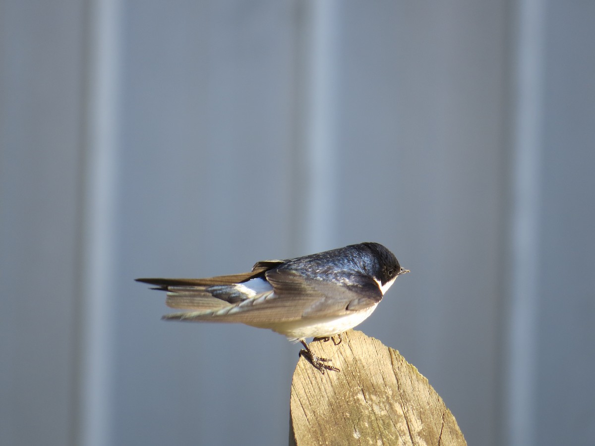 Chilean Swallow - ML645453784