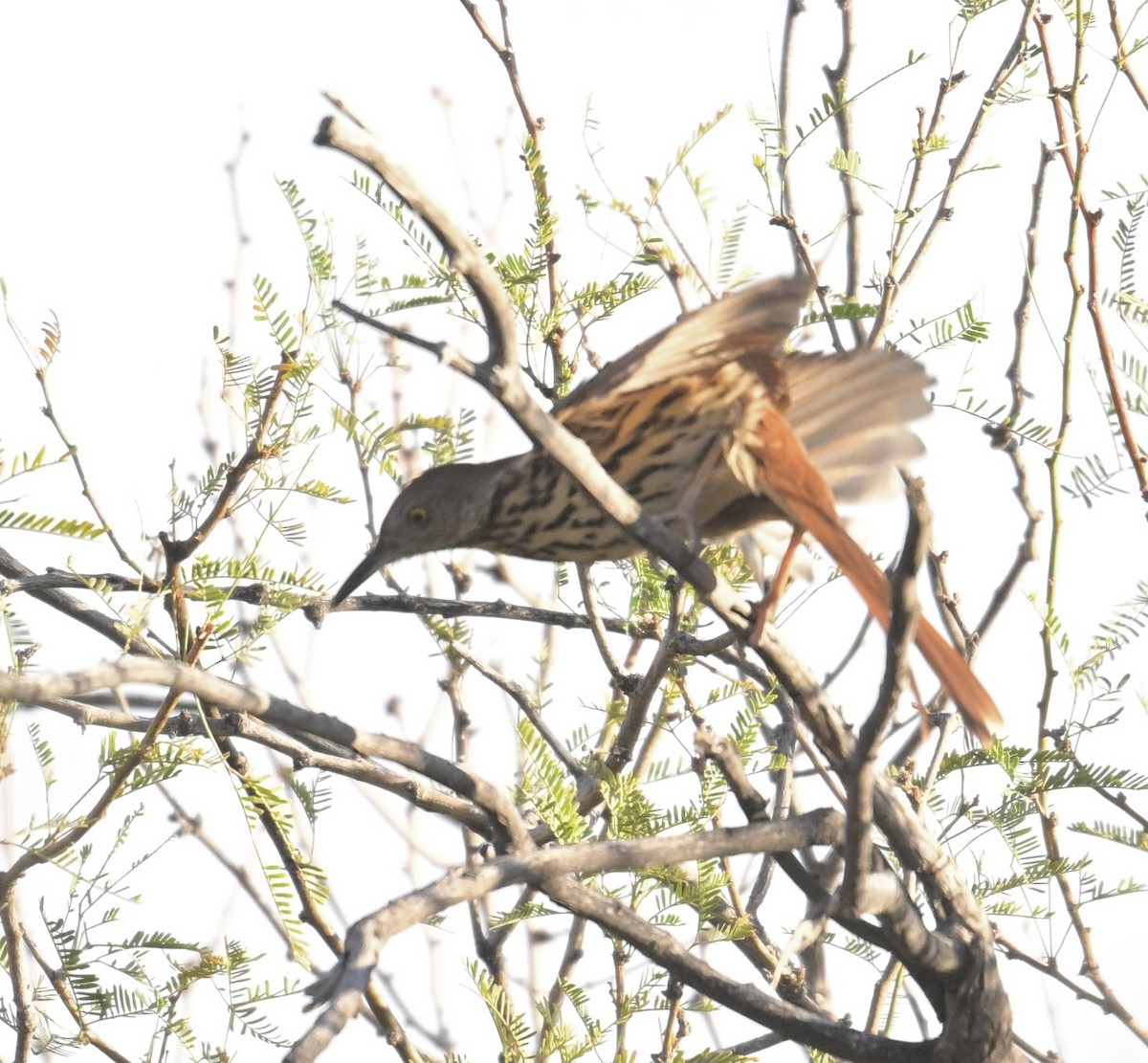 Brown Thrasher - ML645453785