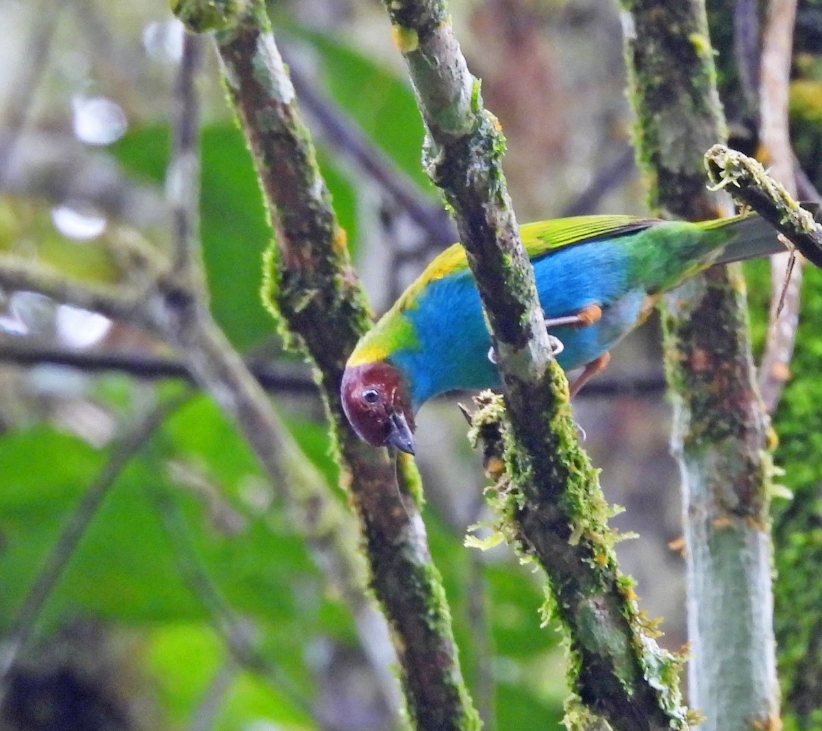 Tangara Cabecibaya - ML645453789