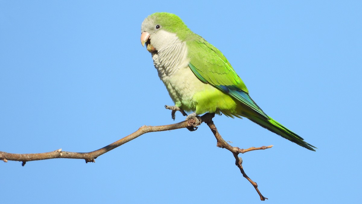 Mönchssittich - ML645453792