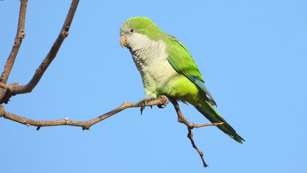 Mönchssittich - ML645453793