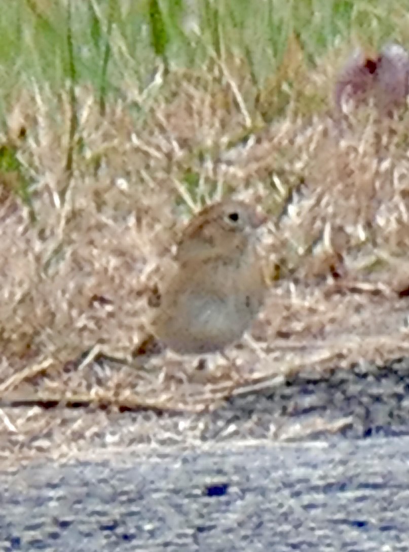 Field Sparrow - ML645453794