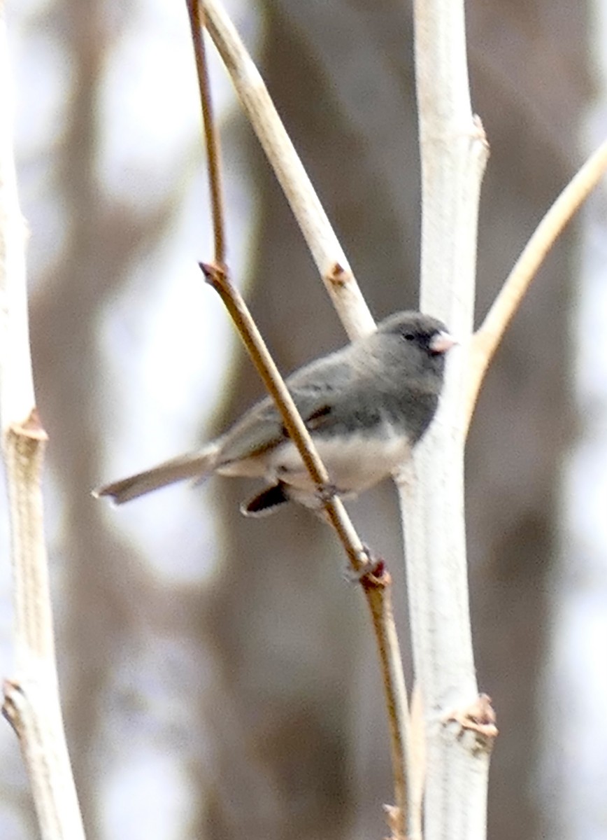 Dark-eyed Junco (Slate-colored) - ML645453803