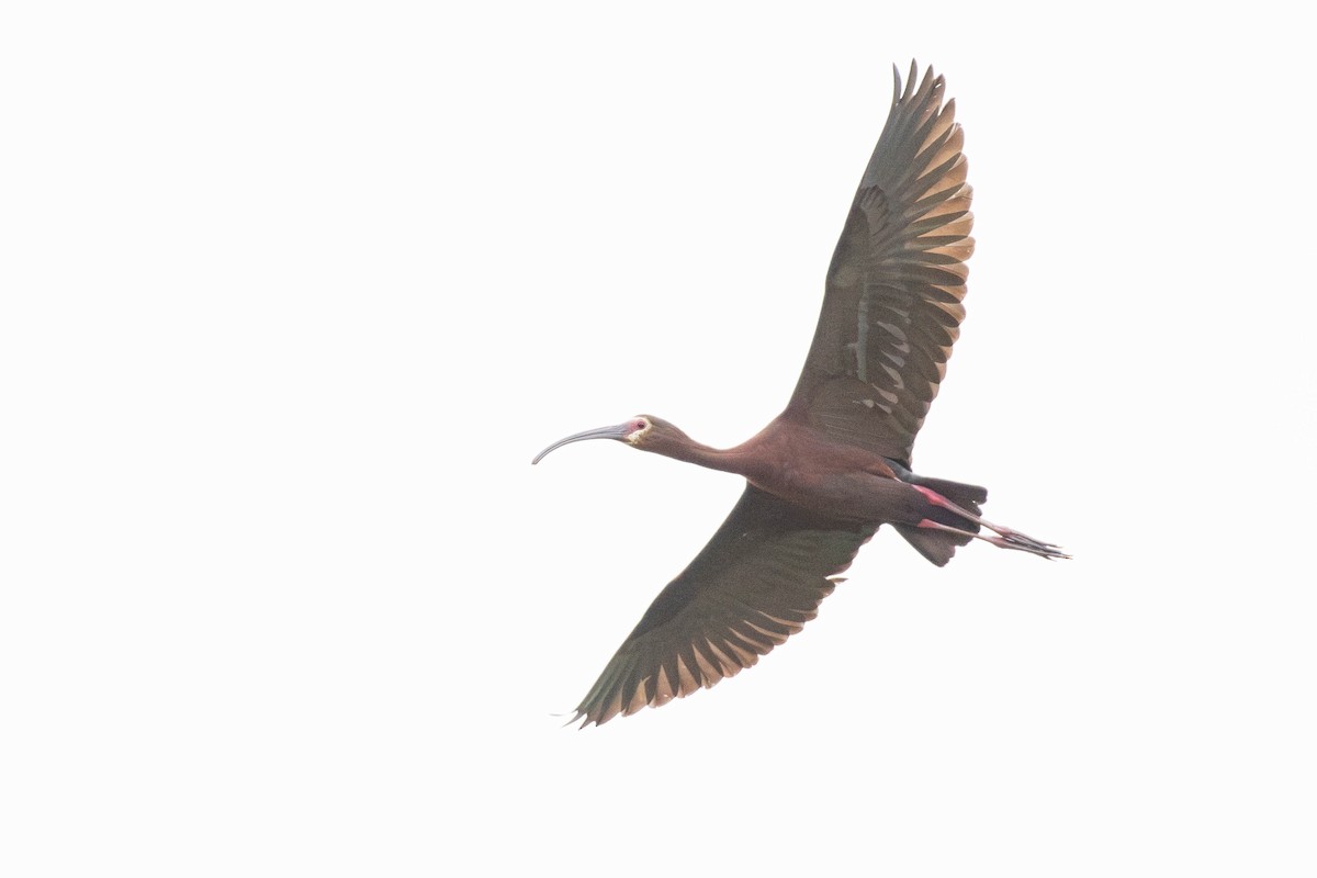 Beltzaran musuzuria - ML645453812