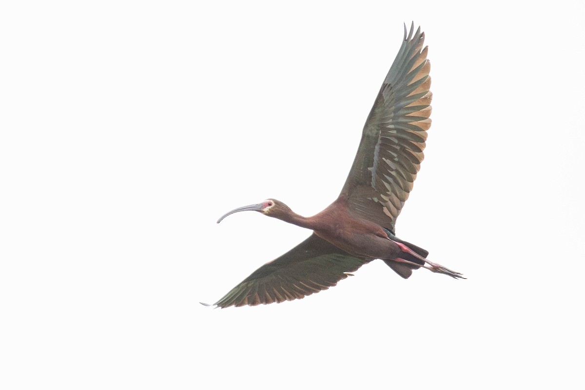 Beltzaran musuzuria - ML645453813