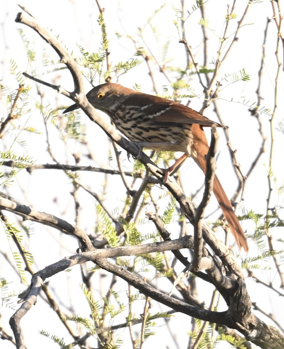 Brown Thrasher - ML645453815