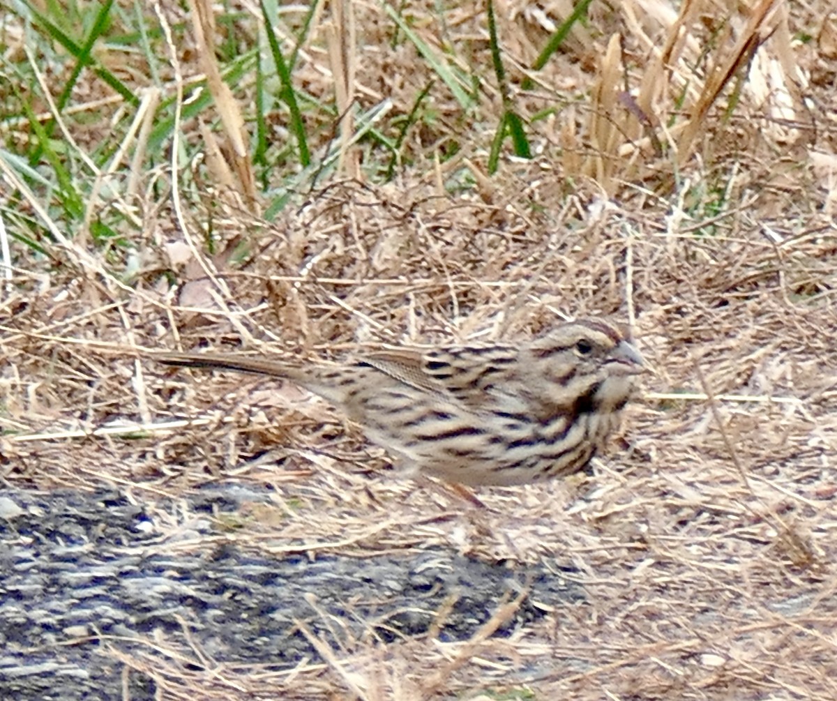 Song Sparrow - ML645453822