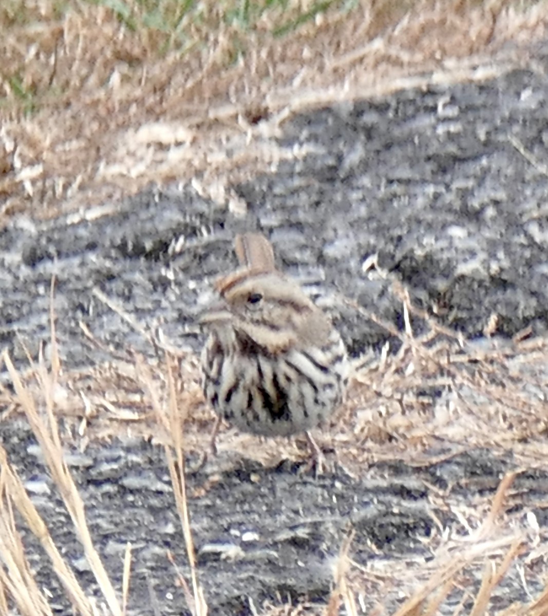 Song Sparrow - ML645453823