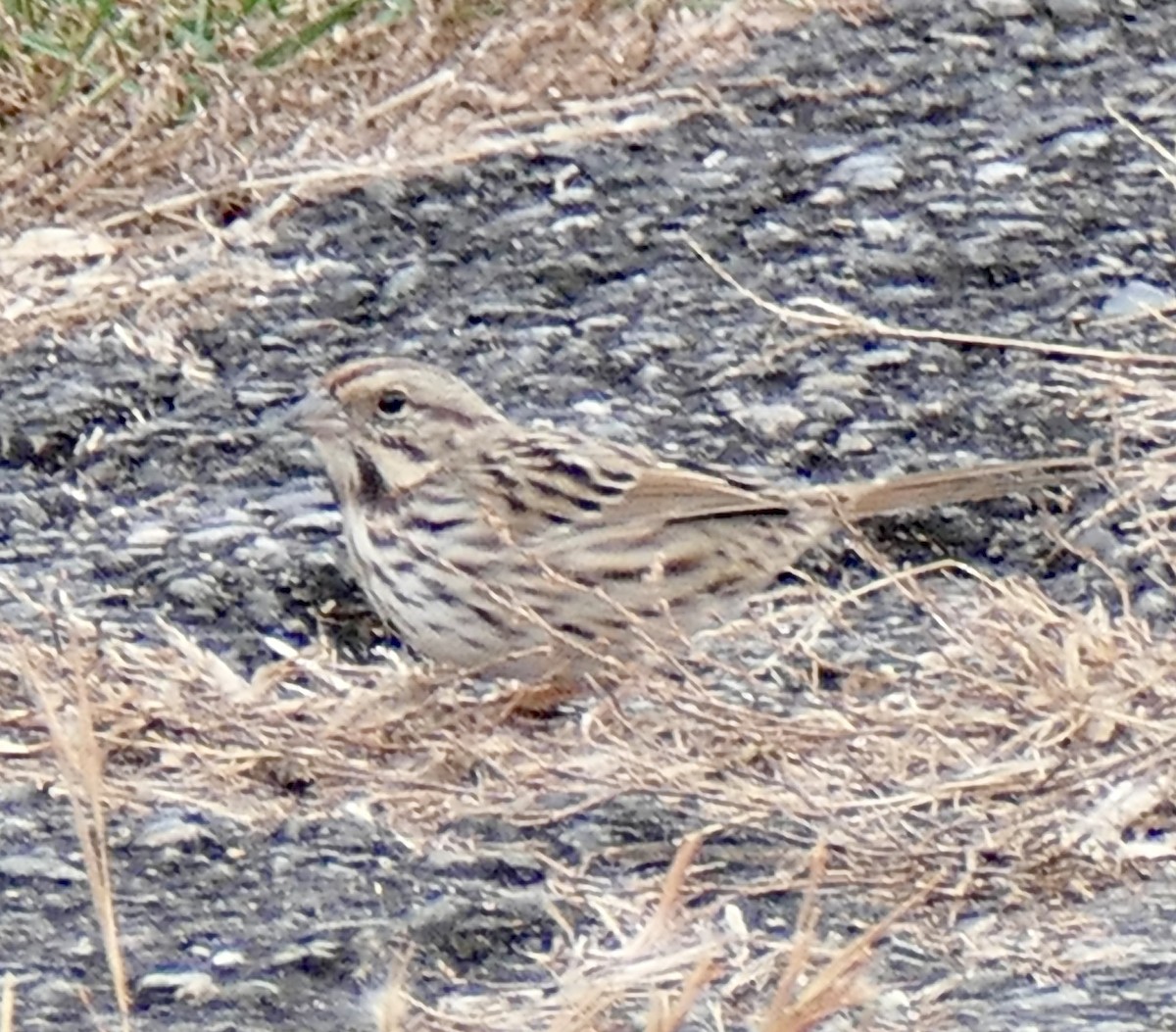 Song Sparrow - ML645453824