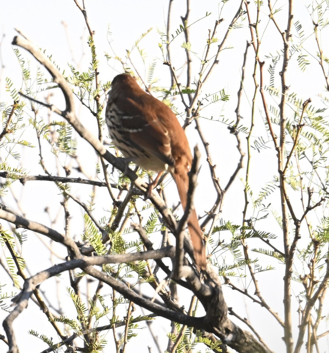 Brown Thrasher - ML645453832