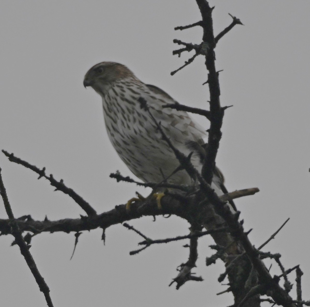 Cooper's Hawk - ML645453840