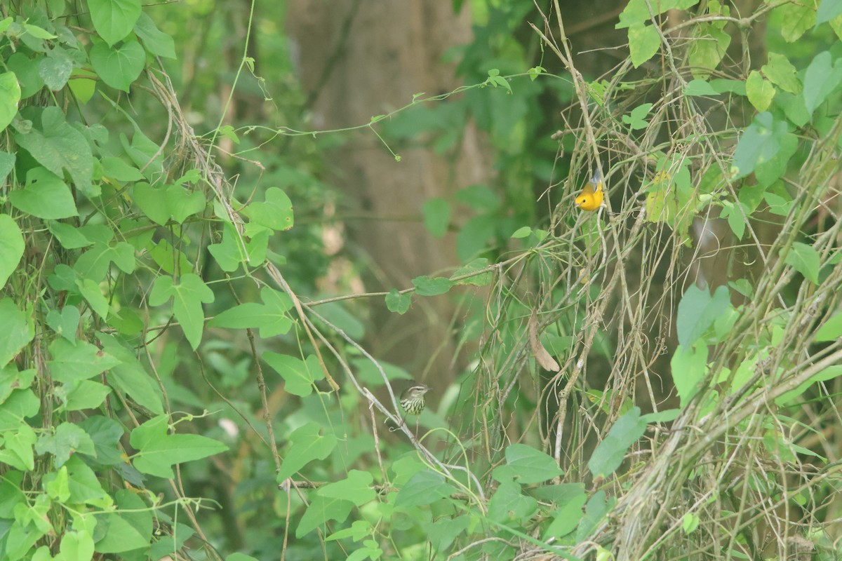 Northern Waterthrush - ML645453858