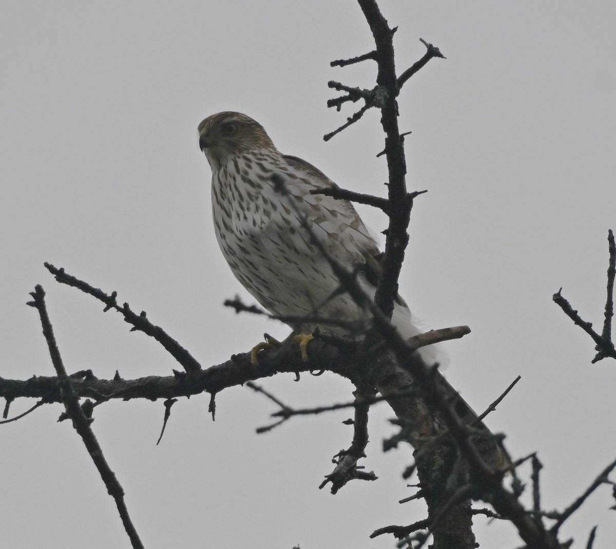 Cooper's Hawk - ML645453861