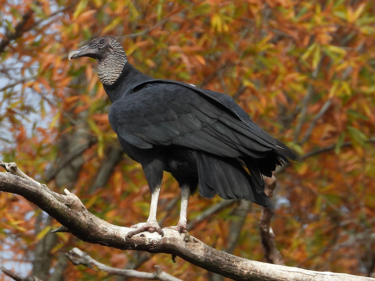Black Vulture - ML645453866