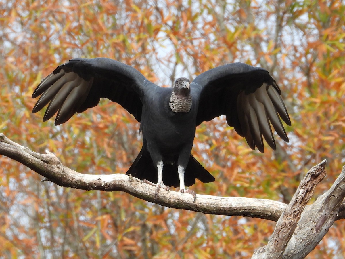 Black Vulture - ML645453867