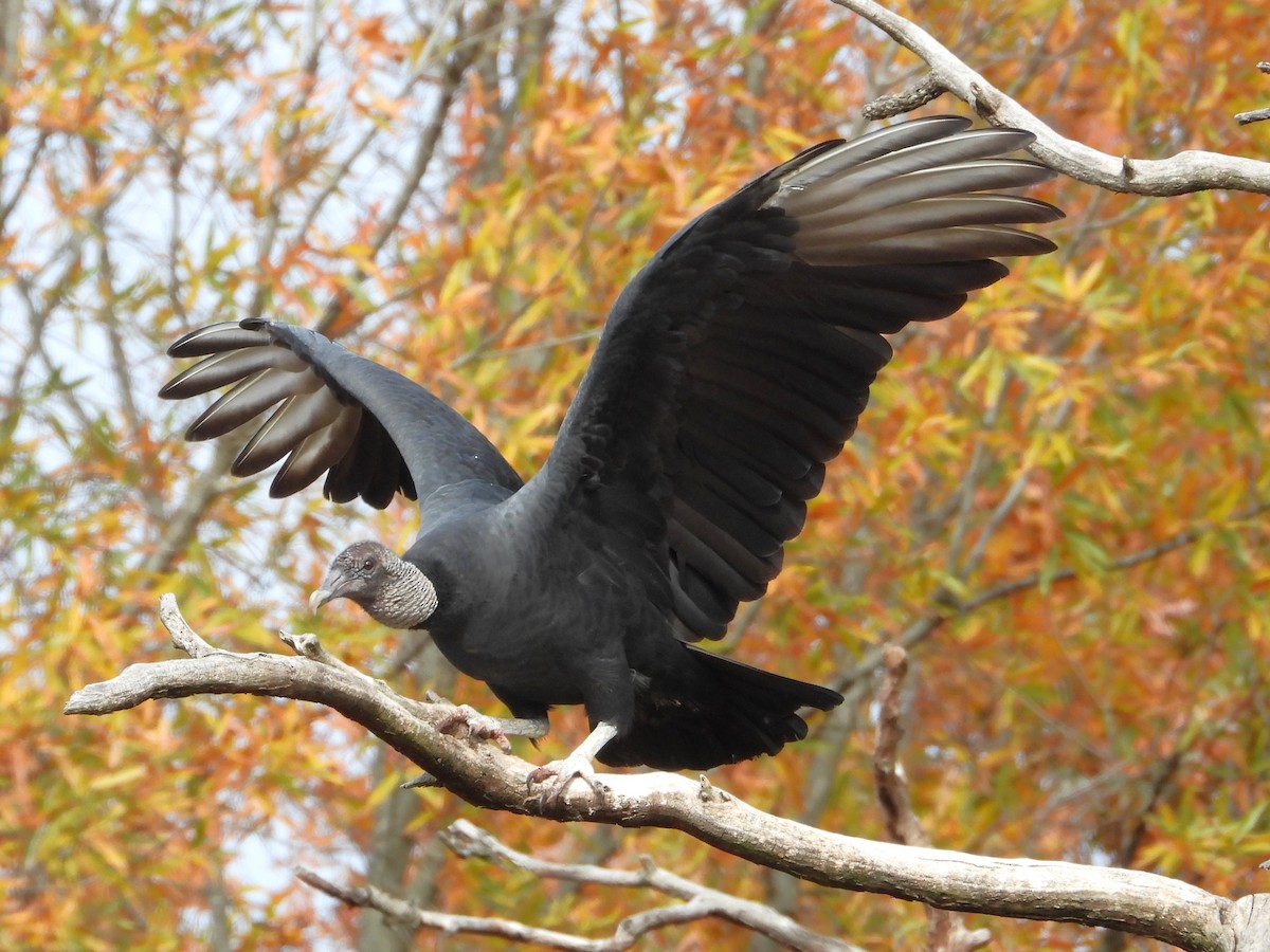 Black Vulture - ML645453868