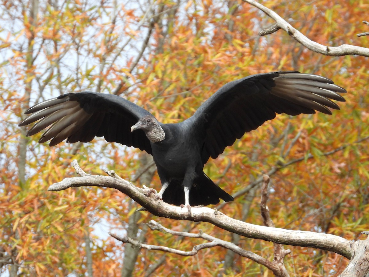 Black Vulture - ML645453869