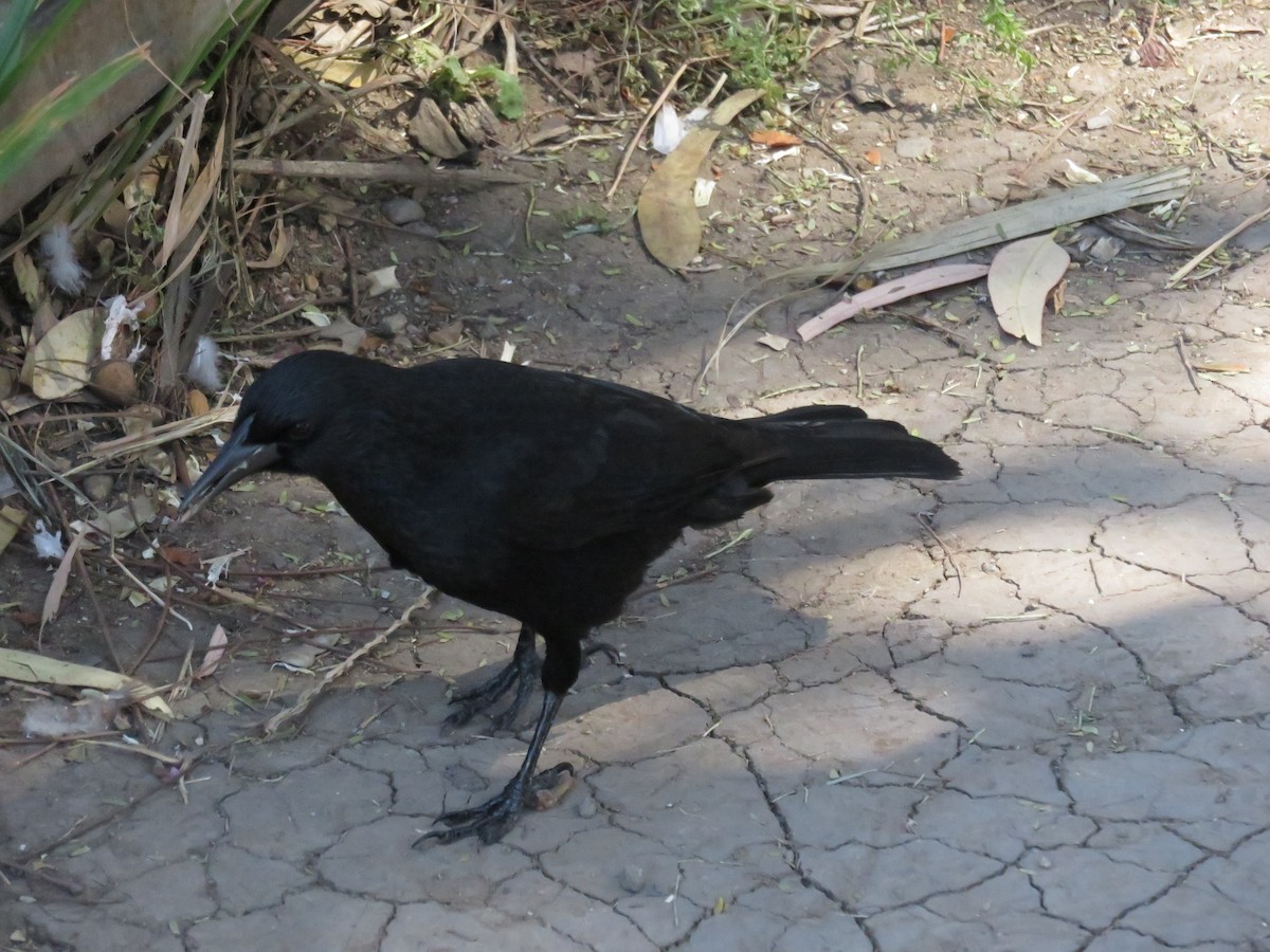 Austral Blackbird - ML645453882