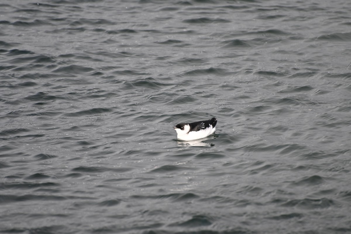 alkoun malý - ML645453894