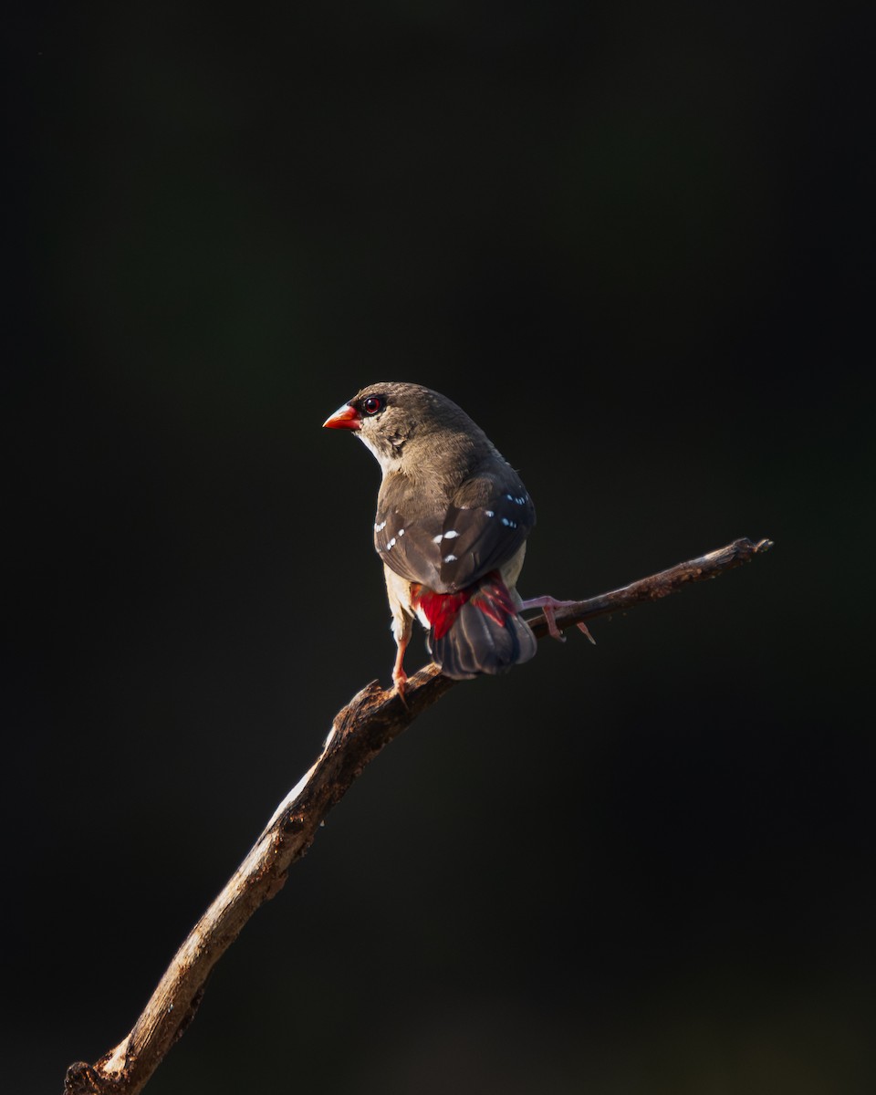 Бенгалик червоний - ML645453904