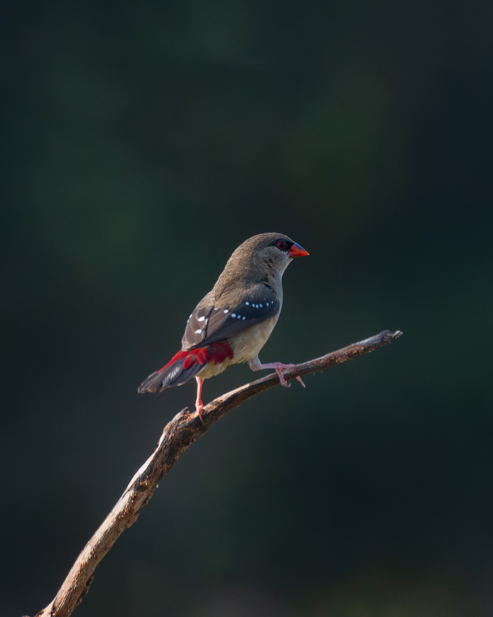 Бенгалик червоний - ML645453905