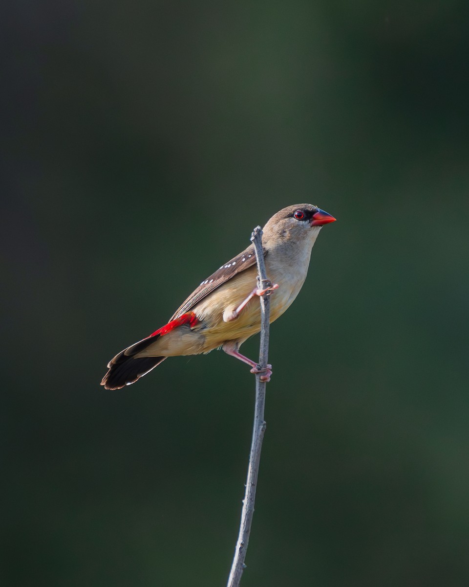 Бенгалик червоний - ML645453906