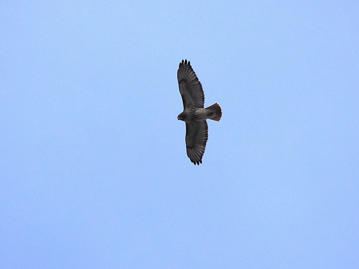 Краснохвостый канюк - ML645453910