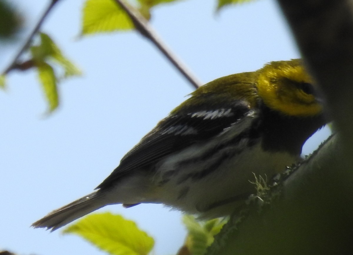 Black-throated Green Warbler - ML645453917