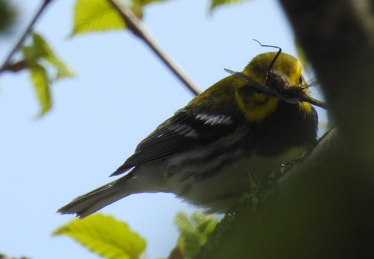 Black-throated Green Warbler - ML645453918