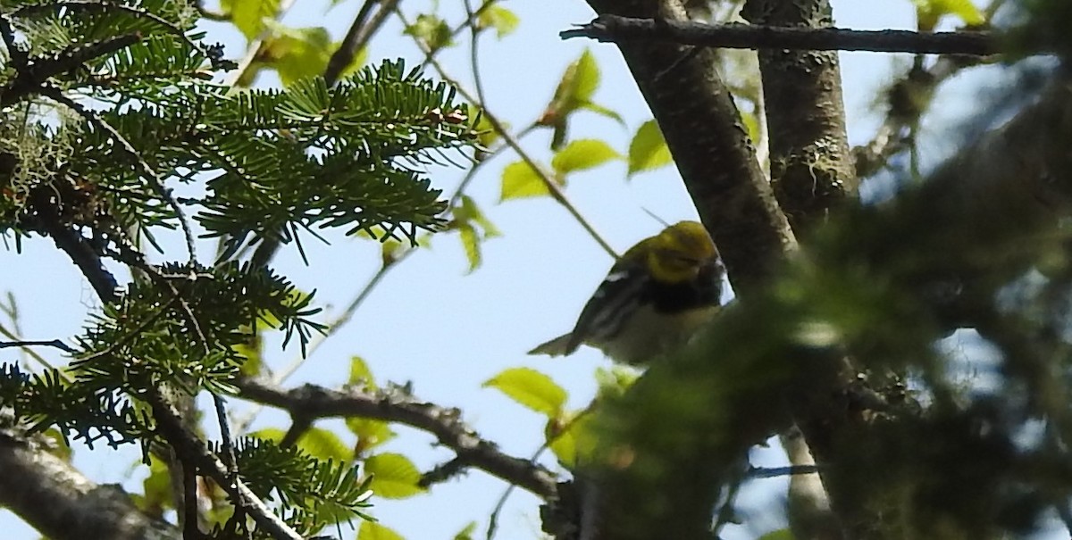 Black-throated Green Warbler - ML645453919