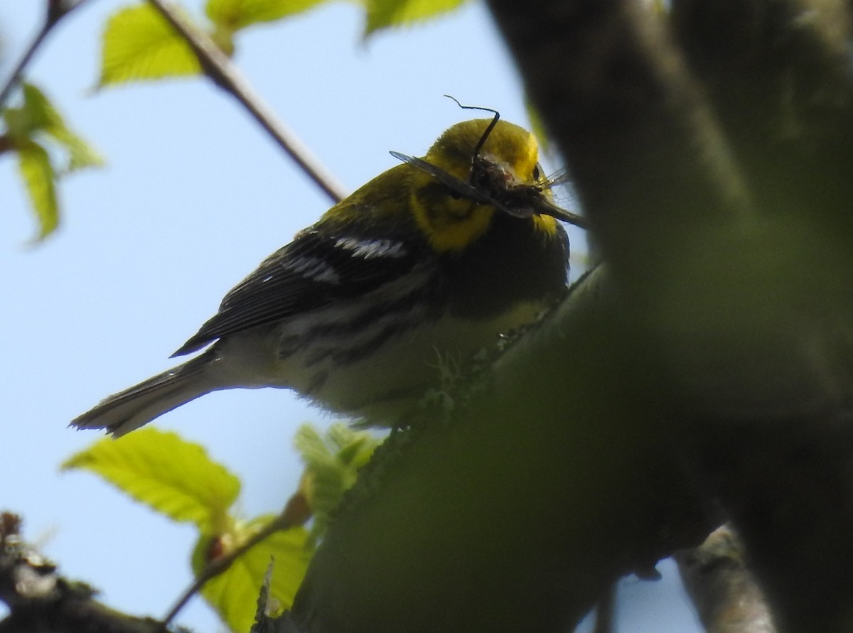 Black-throated Green Warbler - ML645453920