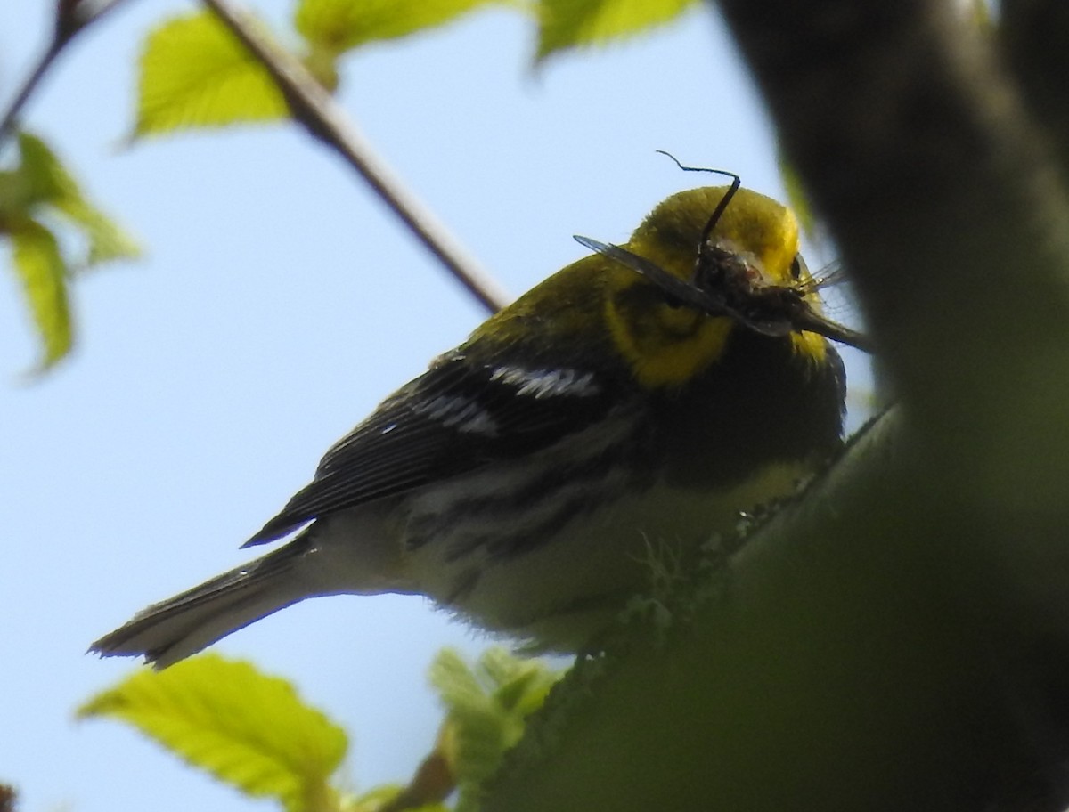 Black-throated Green Warbler - ML645453921