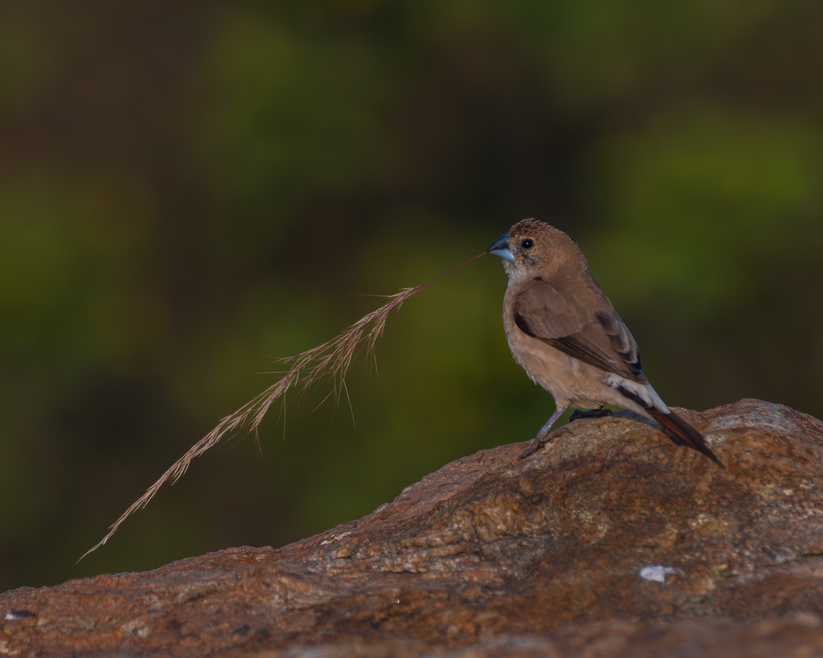 Сріблодзьоб індійський - ML645453923